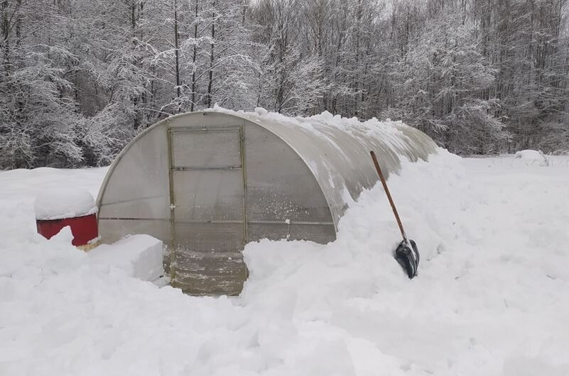 Вот столько снега в этом году в Псковской области.
