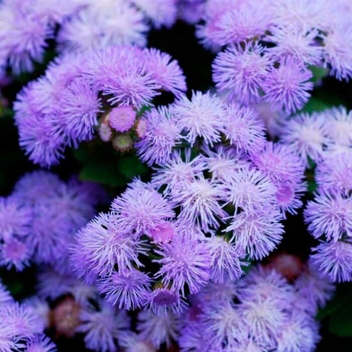 Фото с сайта https://garden-zoo.ru/products/ageratum?clid=928