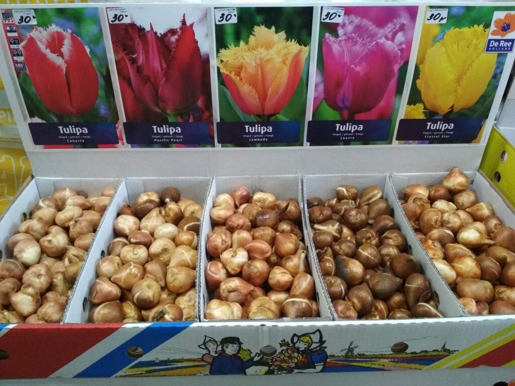 Где купить тюльпаны в москве