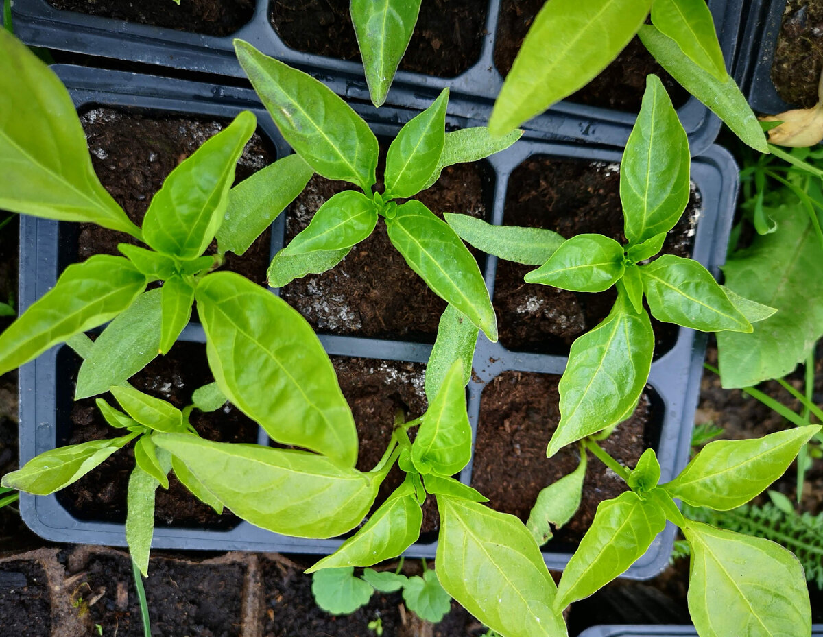 Рассада перцев