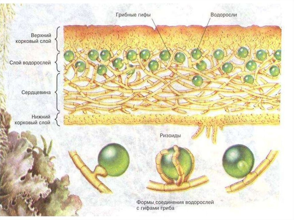 Схема внутреннего строения лишайника 5 класс биология