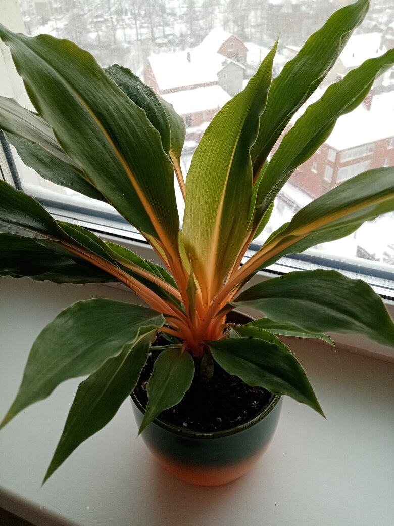 Хлорофитум Грин Оранж. Ну разве не хорош, чертяка? Фото автора.