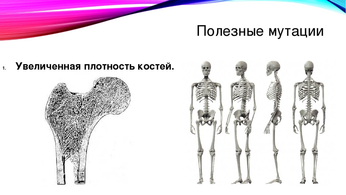 Увеличение плотности костей мутация. Увеличенная плотность костей мутация. Полезные мутации примеры. Плотность костей. Какие мутации полезные