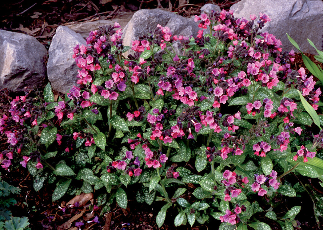 Медуница многолетняя. Медуница (Pulmonaria). Медуница сахарная. Медуница валовидная. Pulmonaria / Медуница ‘Majesté’.