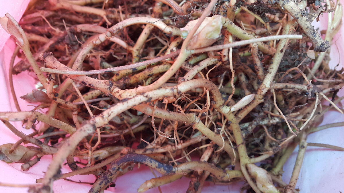 А это собственно сами корни )