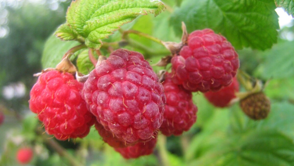 Малина сорт брусвяна. Малина ремонтантная enrosadira. Сорта малины для краснодарского края. Малина атлант. Малина ежевичная куст.