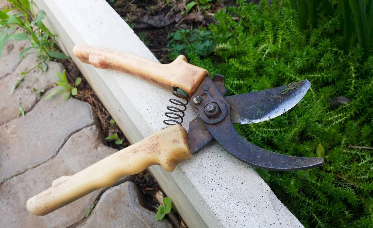 Помните такие секаторы? Испокон веков выцветшие ручки, ржавеющая чуть ли не от взгляда пружина... крайне застенчивая, а потому покидающая привычное место обитания при первой же возможности. Но зато сломать такой секатор надо умудриться! Фото с сайта frukti-yagodi.ru