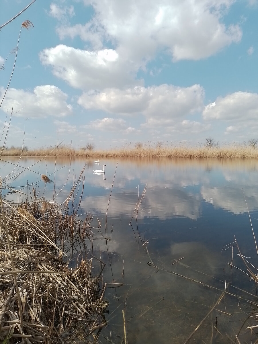 Красивые лебеди)))