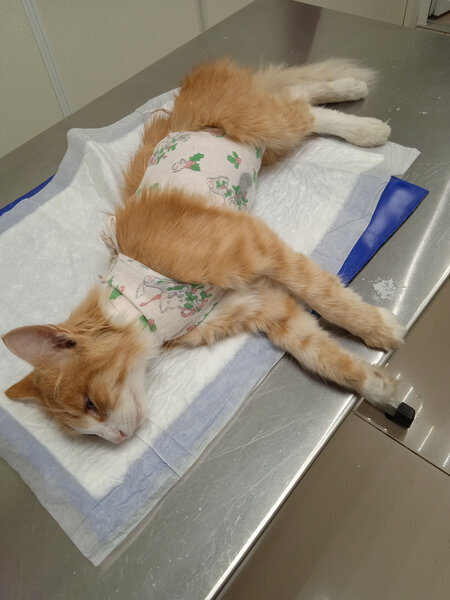 Кошка после операции. 