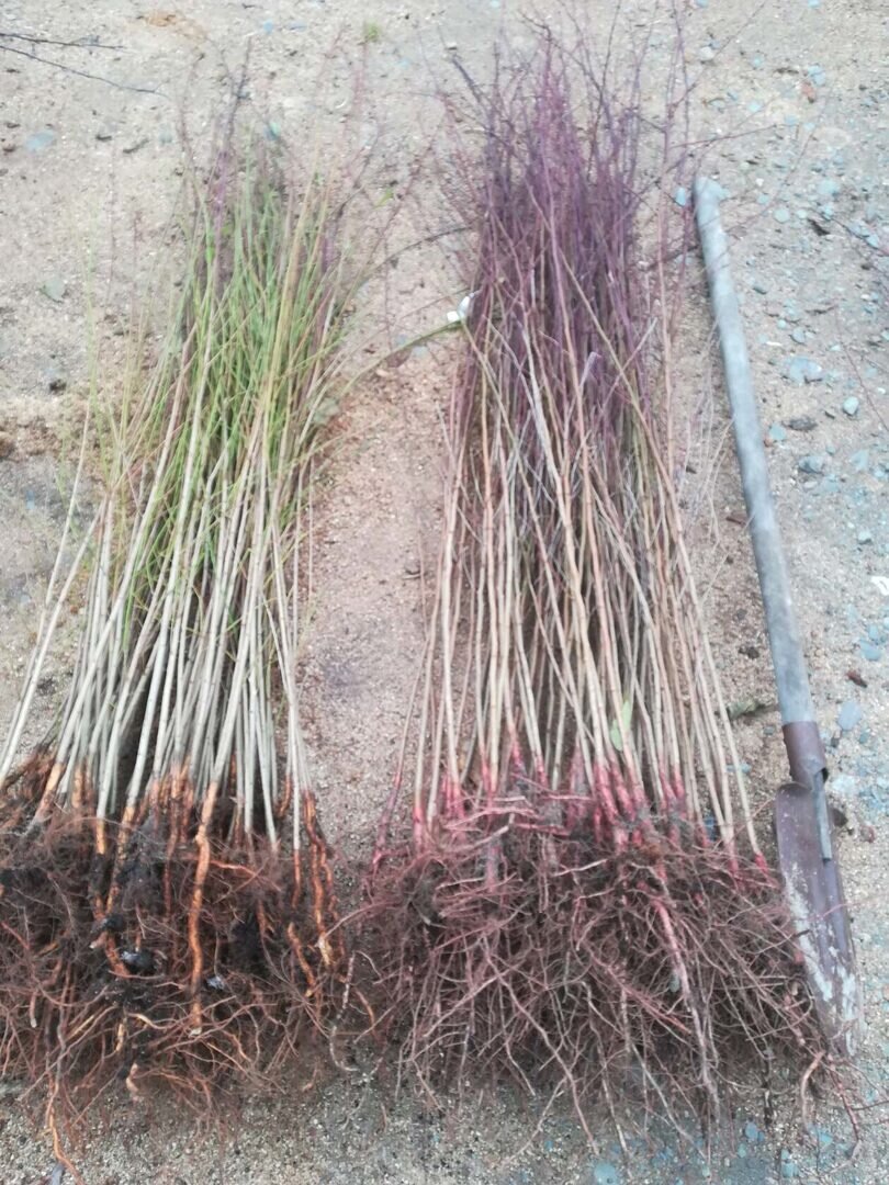 сеянцы сливо-алычи и аьрикоса