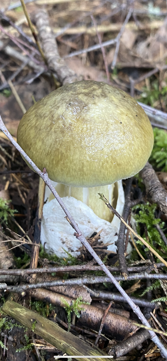 Бледная поганка (Amanita phalloides).