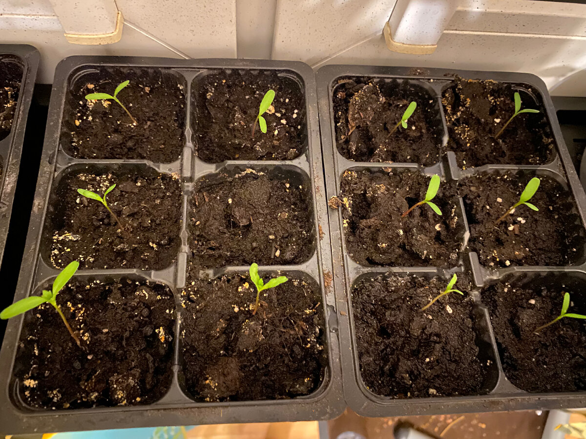 Первая партия бархатцев