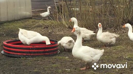 Бассейн для водоплавающей птицы.