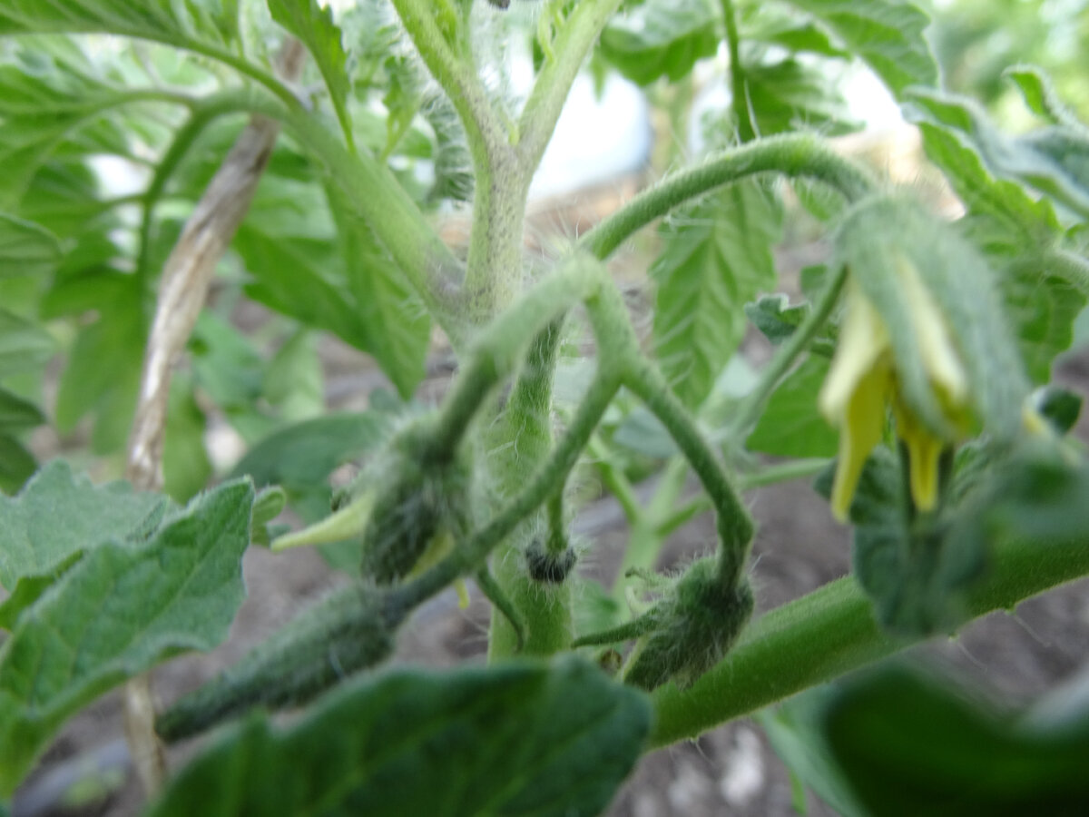 Томаты в теплице.