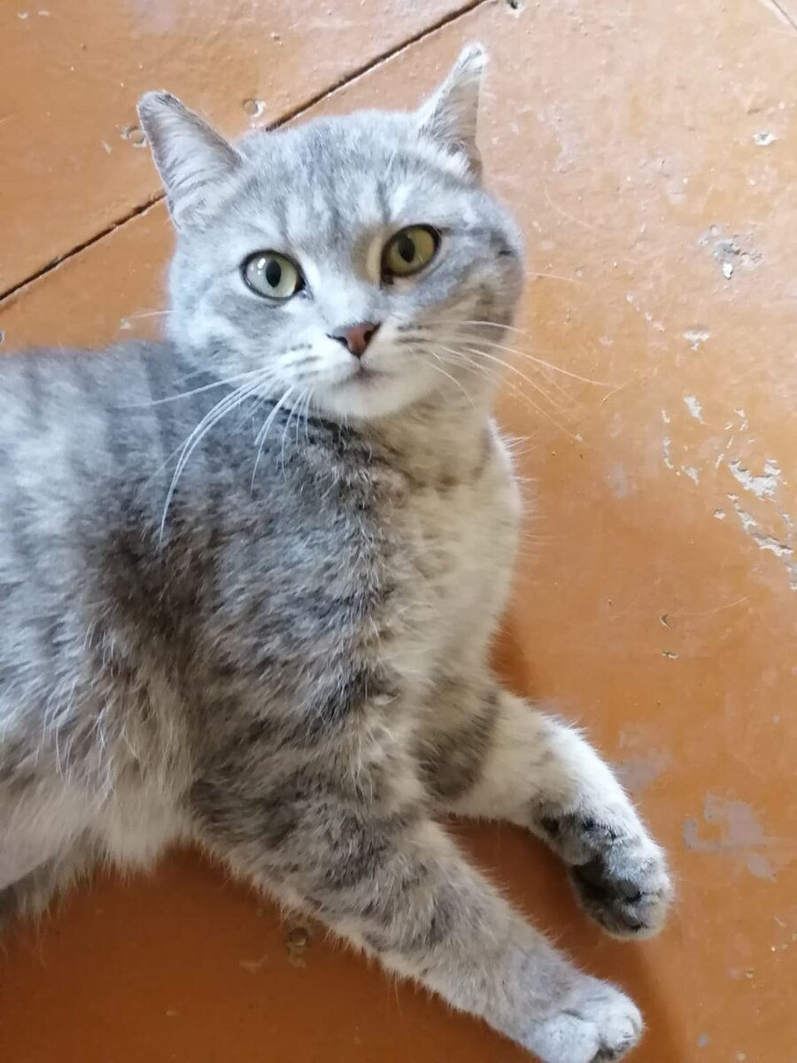 Все кураторы Нефтекамска повязли в котиках.  Чтобы взять кого-то с улицы, надо кого-то отправить в приют. Входной билет в среднем стоит 3000 и ещё дорога. До этого кошек нужно стерилизовать и обработать. Вылечить. 