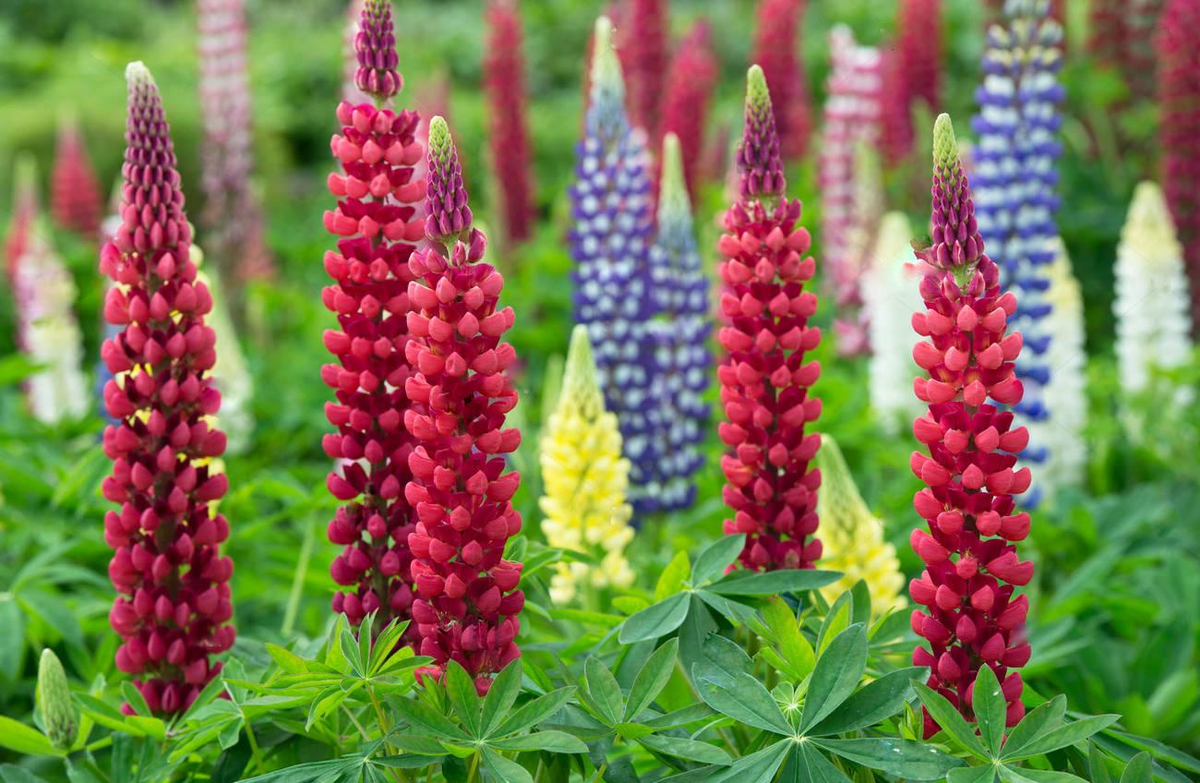 Так же можно попробовать поиграть с цветом