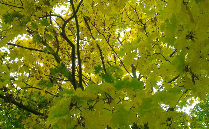    Государственные инспекторы выявили 11 нарушений правил пожарной безопасности в курских лесах