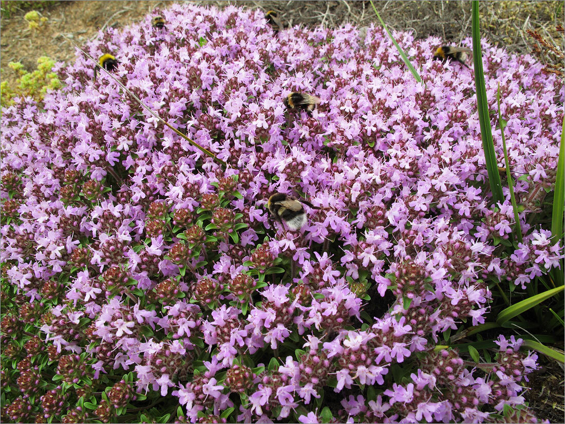 Thymus serpyllum L. (семейство Lamiaceae) Тимьян ползучий. Фото из свободного источника (plantarium.ru)