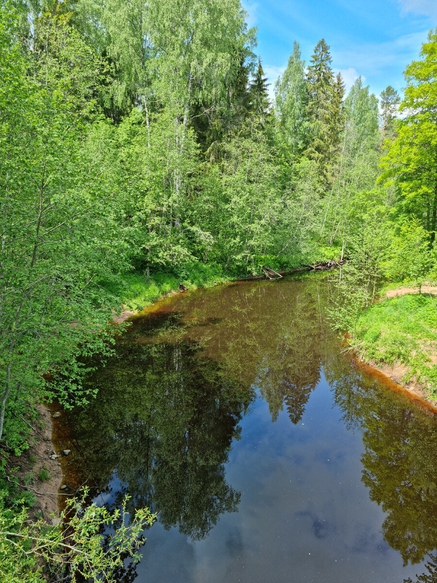 Река Ящера - типичный представитель небольших лесных рек. Рыбная река с хорошей, чистой водой...только коричневой