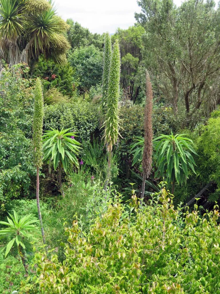 25-летний лес Гайтонов сегодня