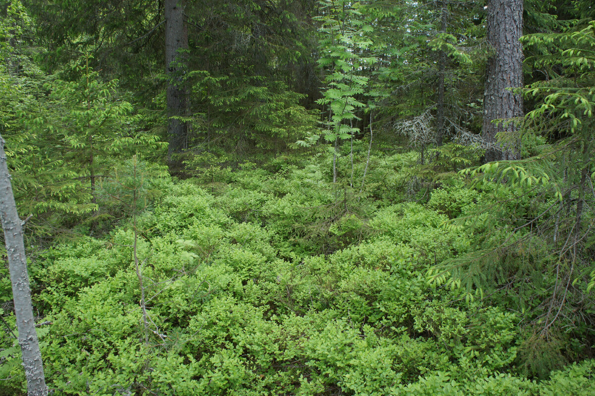 Июньский лес. Все фотографии автора >>
