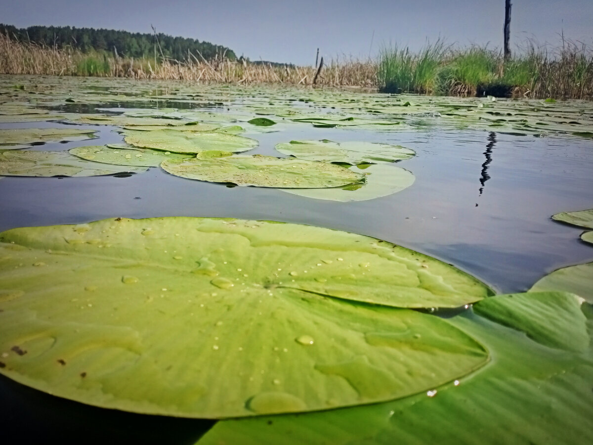 Кувшинки водоросли Ангара