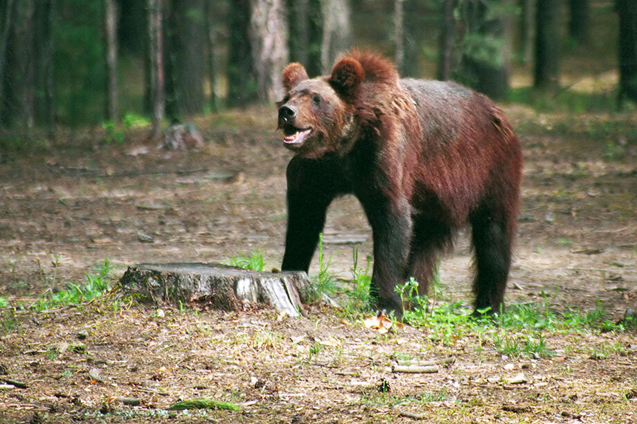 «Если мишка захочет напасть, ты его не услышишь». Фото: Владимир Казанцев/ТАСС