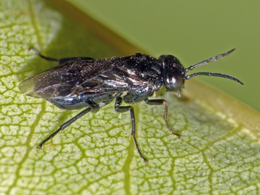 Взрослая особь вишневого слизистого пилильщика. Фото: ecuador.inaturalist.org
