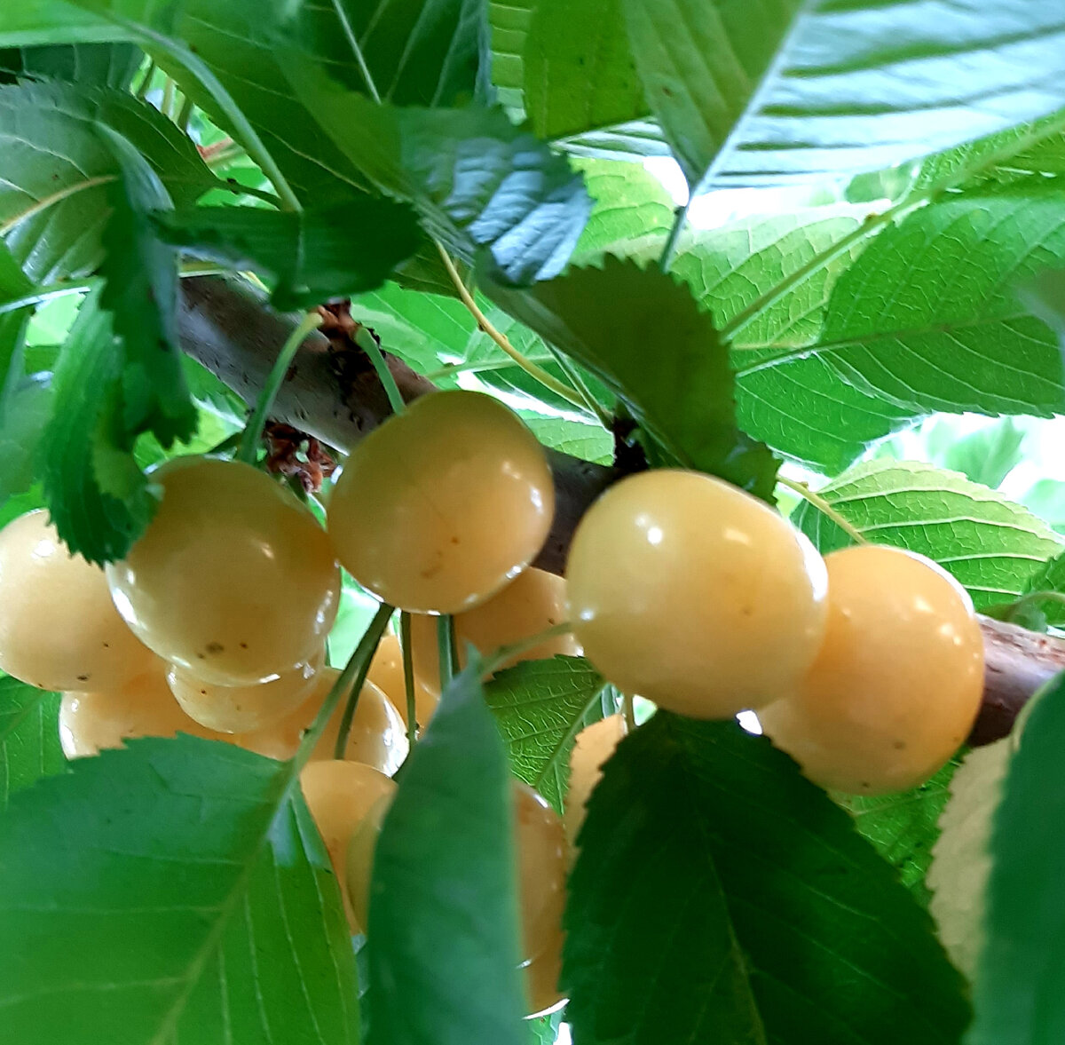 Моя жёлтая черешня! Удивила меня!