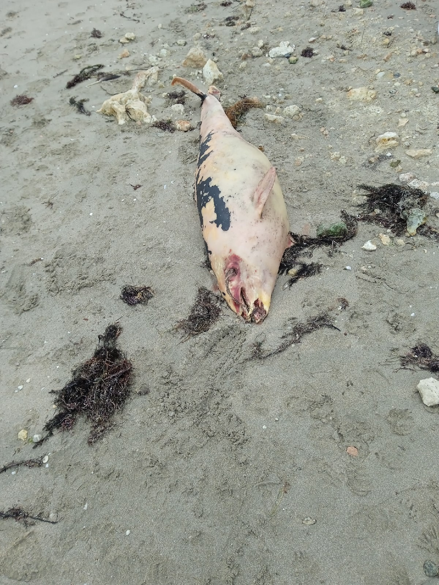 найденный на пляже Омега дельфин