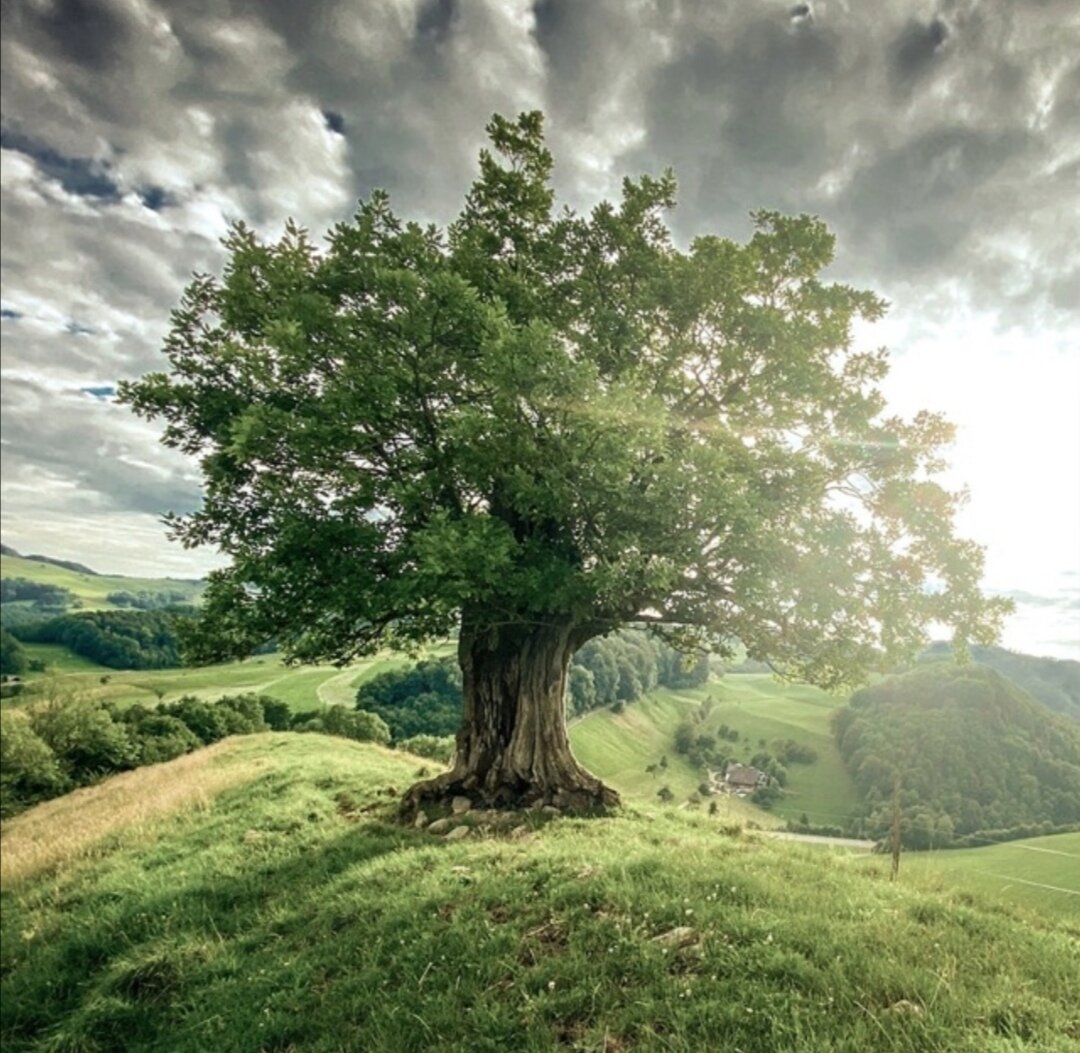 Фото: источник Яндекс. 