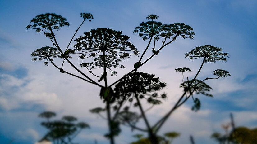     Борщевик Сосновского РИА Новости Александр Вильф