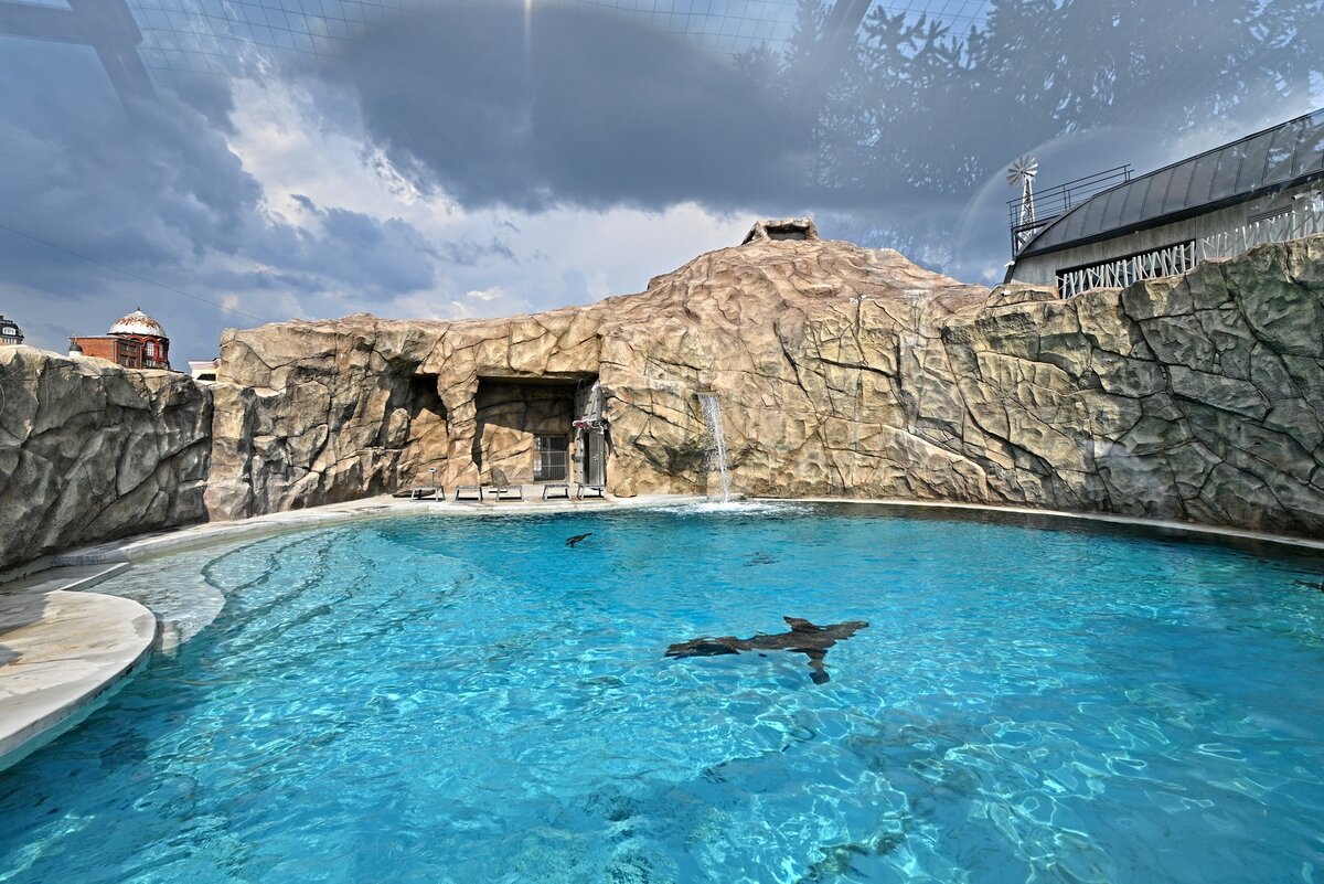 Преимущества жилища для ластоногих в Москве