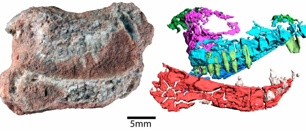    Череп нового вида цинодонтов в куске породы и в виде 3D-модели / © phys.org