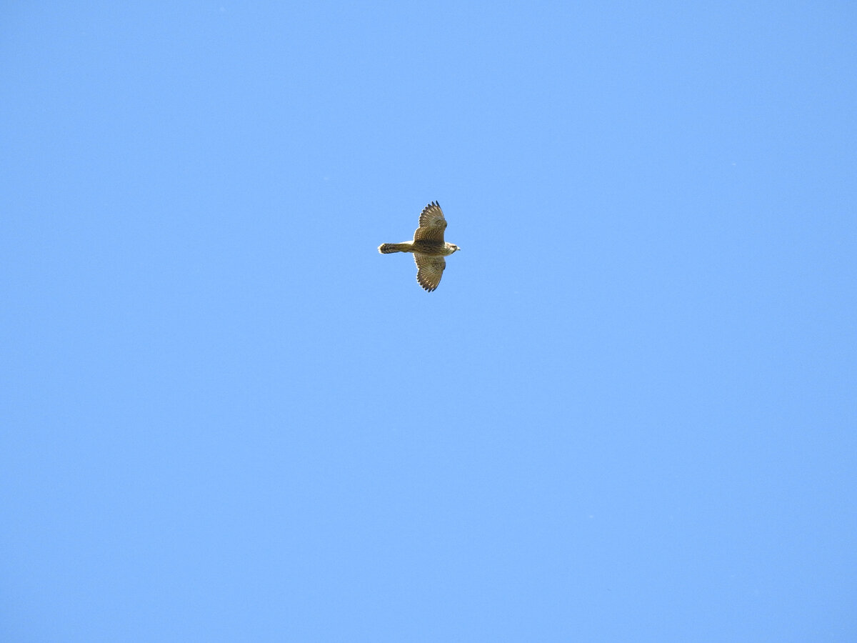 Сапсан, 21 августа 2022, Свердловская область, фото автора