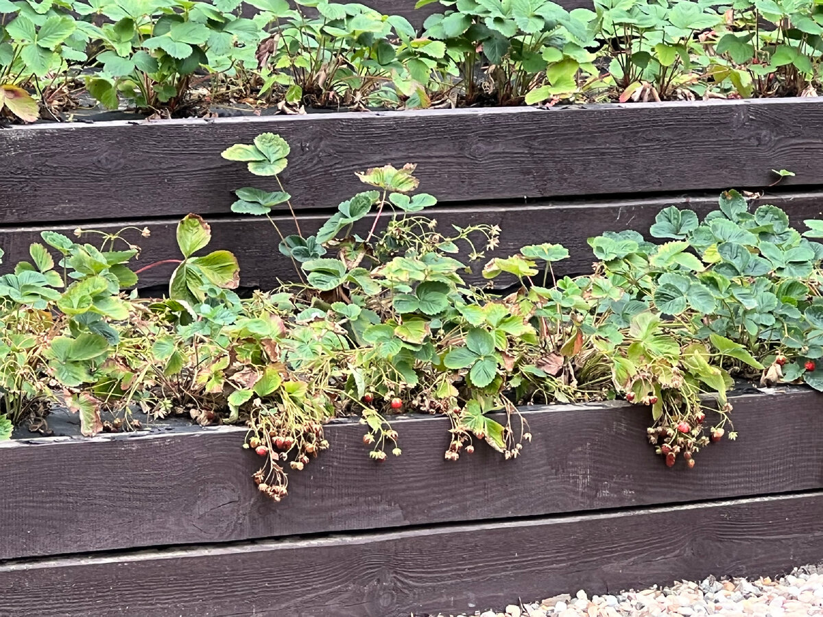 Фото Аллы Анискиной. Неизвестный сорт.