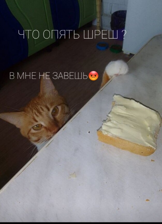 Всегда надо кормить котов