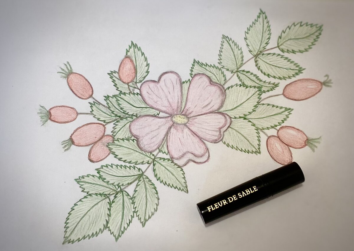 На рисунке шиповник получился более нежным и свежим, чем тот, которым пахнет Fleur de sable