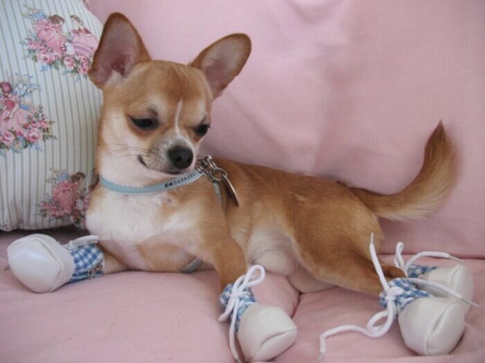 Уход за щенком.