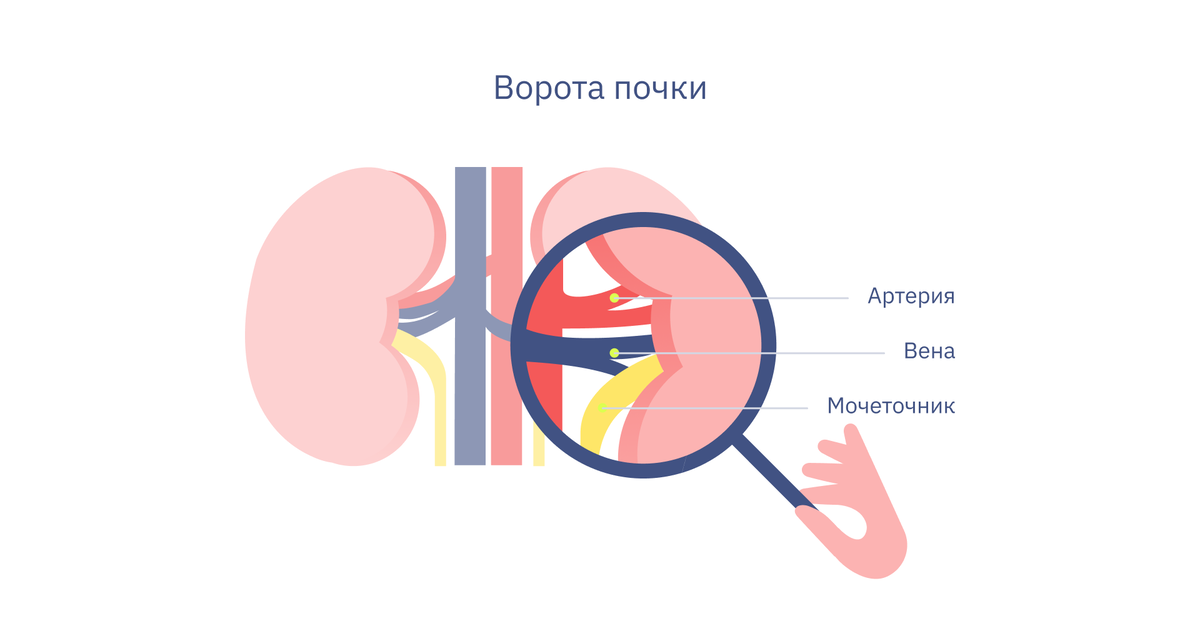 Всемирный день почки. Кровеносная система почки. Сосудистая ножка почки.