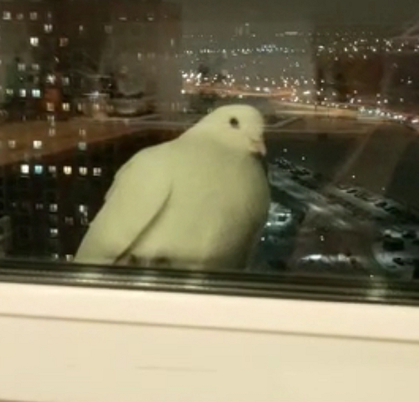 Свадебник. Декабрь! Фото Тамары Карповой.