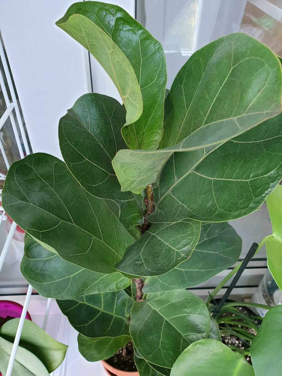 Фикус Лирата Бамбино