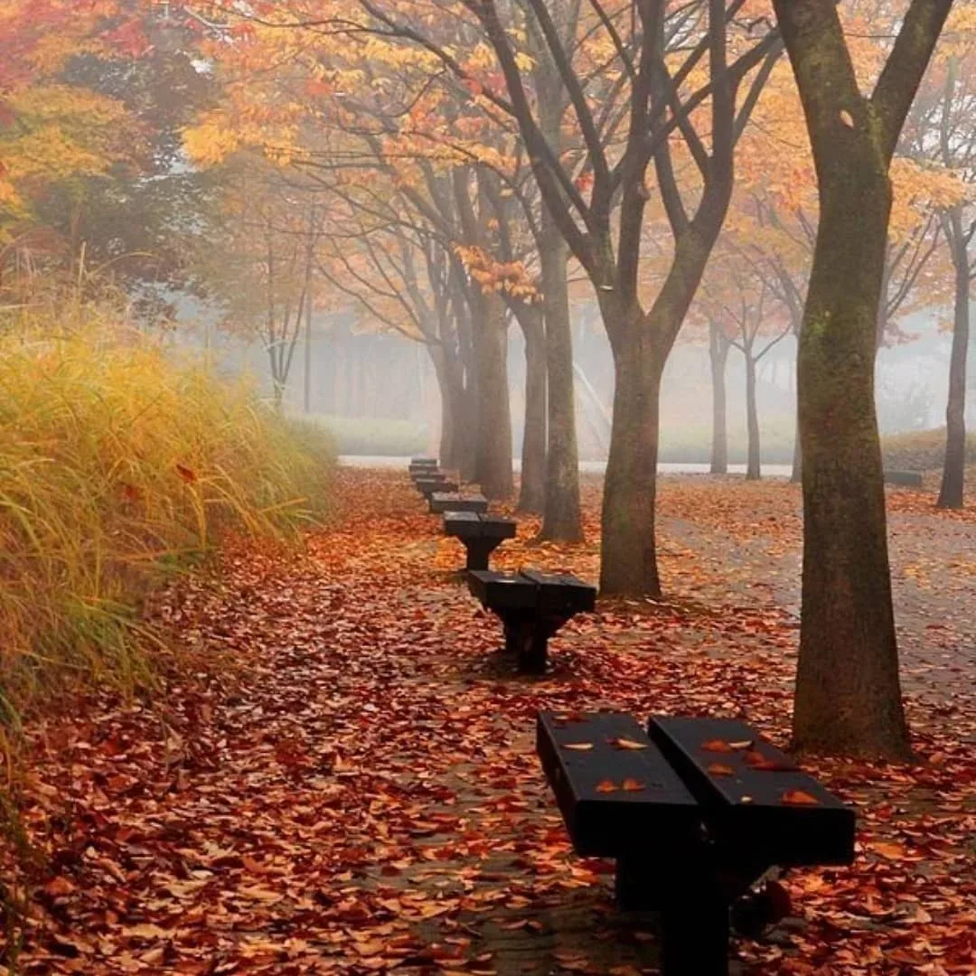 Осенний парк дождь