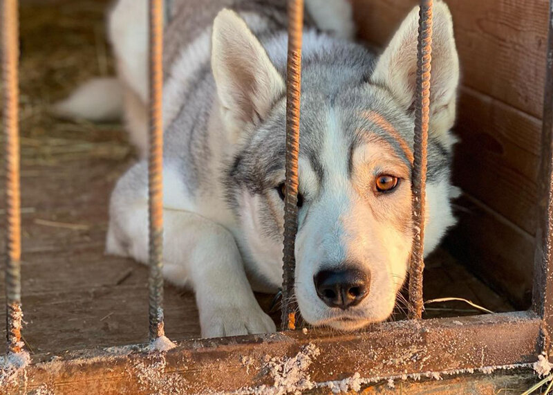 Охотничья собака в клетке, иллюстративное фото из интернета