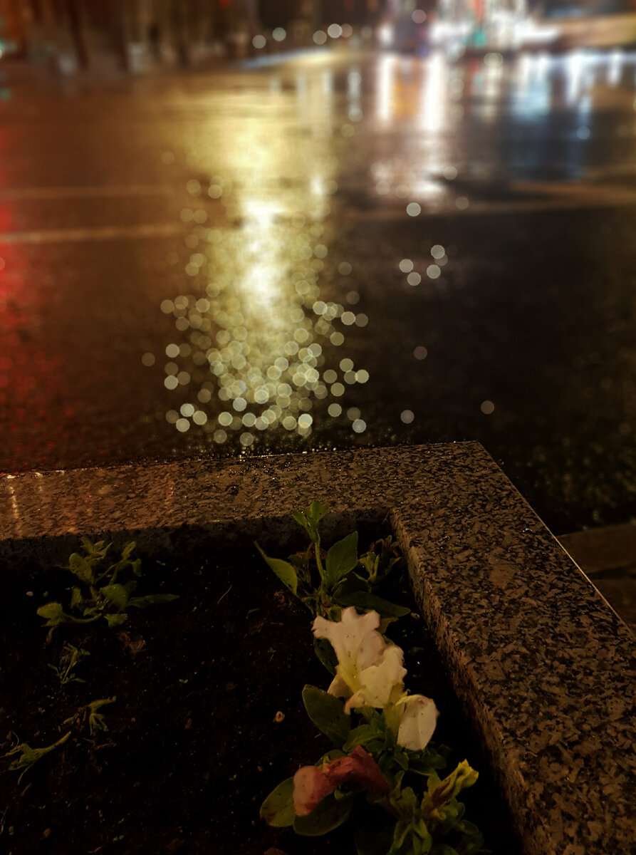 А это клумба, которая встретилась мне вчера в основательно залитой дождём столице