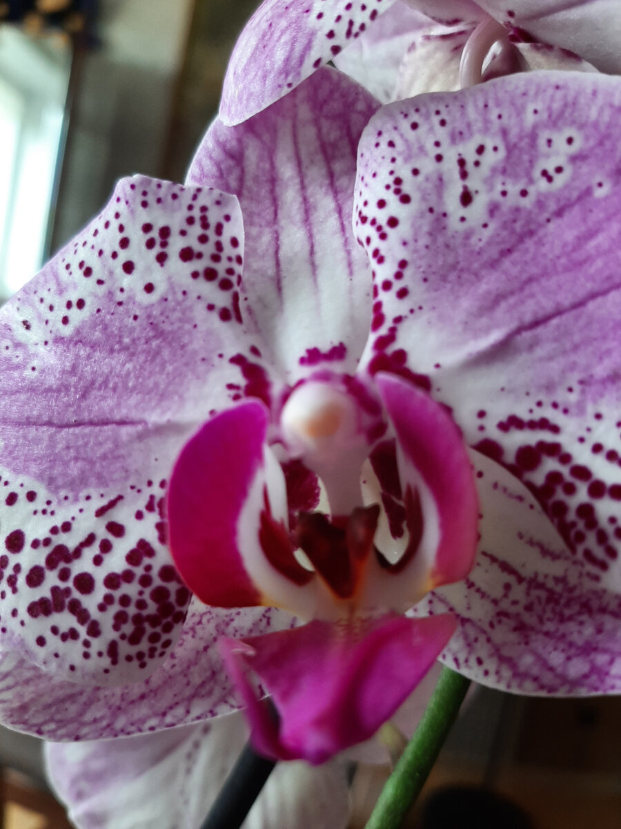 Фаленопсис (орхидея) никого не может оставить равнодушным. Цветок по-царски величествен и прекрасен. Возможно, поэтому именно этими цветами,  украшают резиденции президентов и королевских особ. 