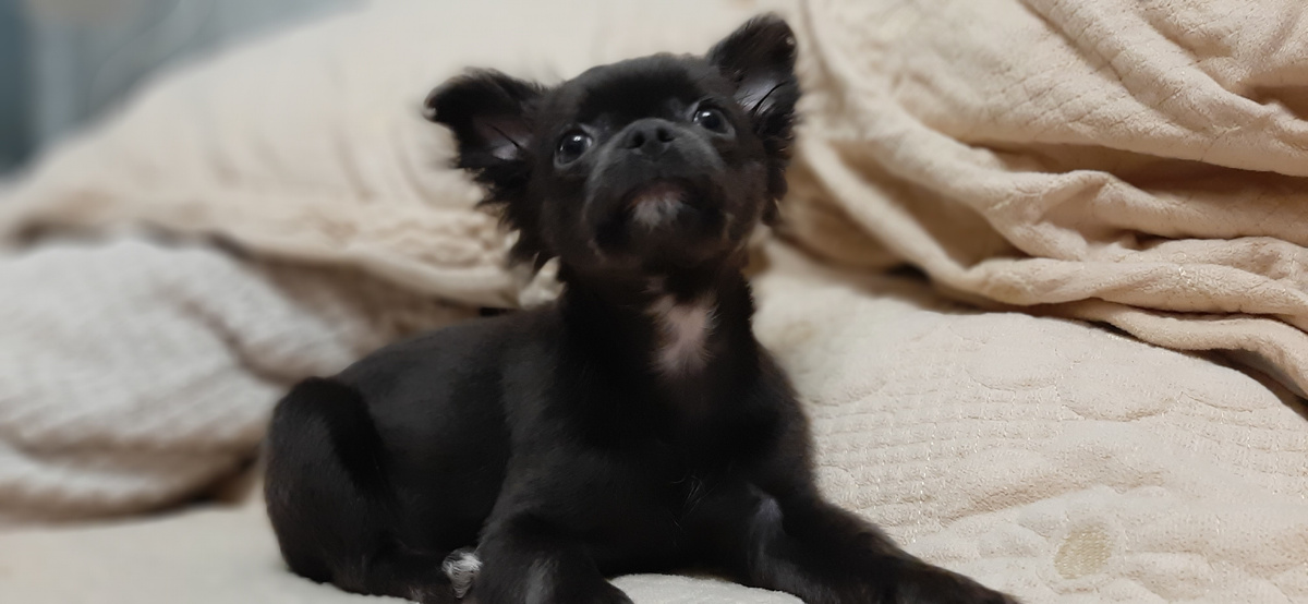 Чихуа Бетти