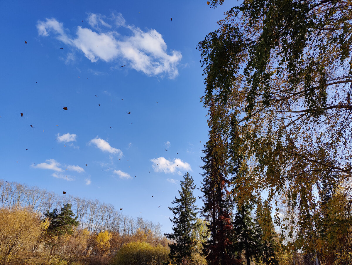 Полёт листьев.