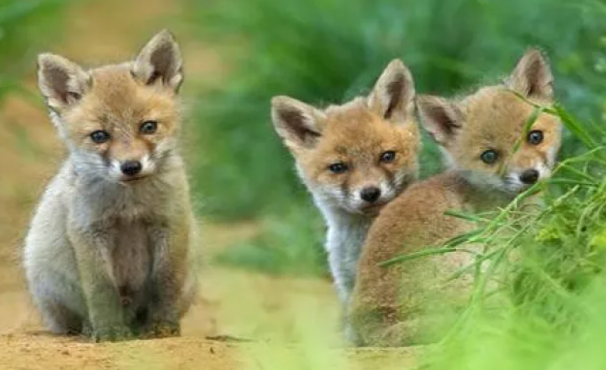 Фото из открытого источника в интернете.