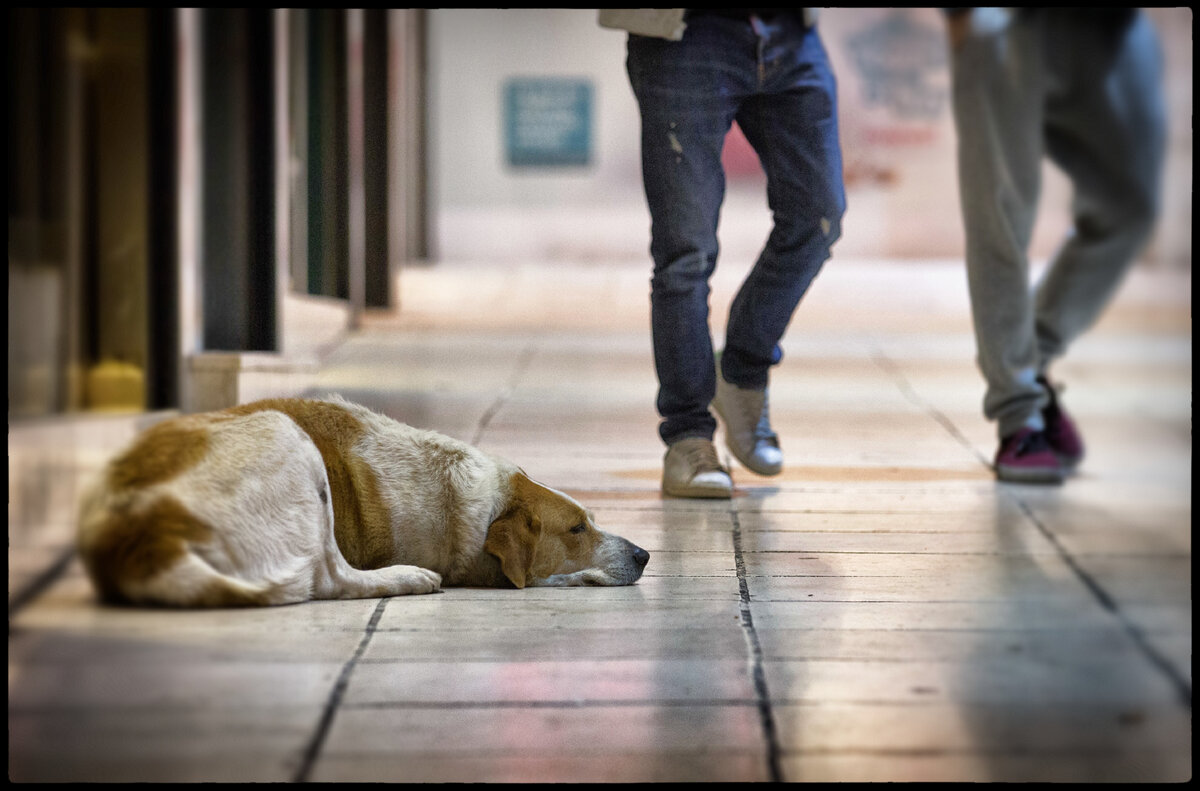 Каждую осень число выброшенных животных увеличивается.